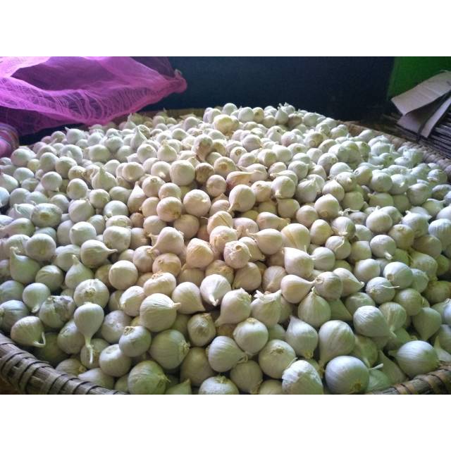 

Bawang lanang / bawang putih tunggal