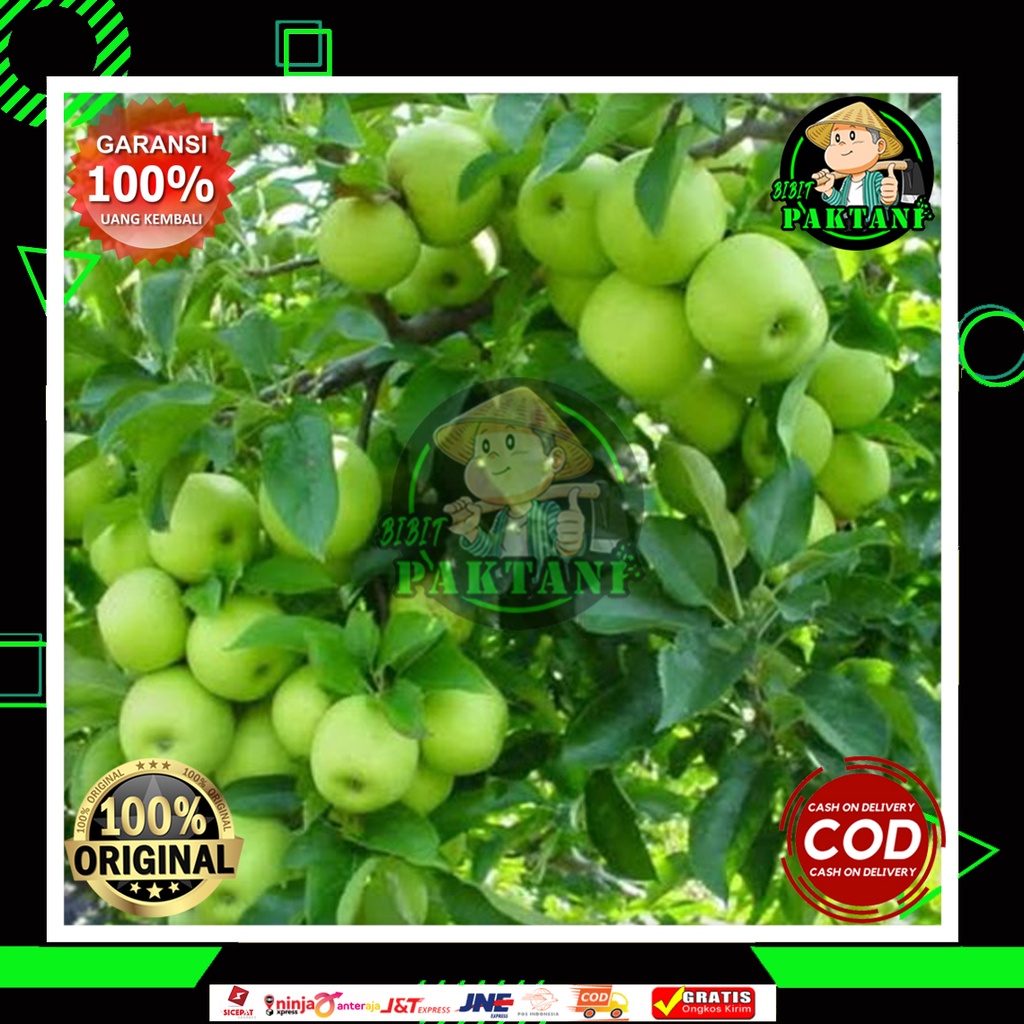 Bibit Buah apel malang cangkok