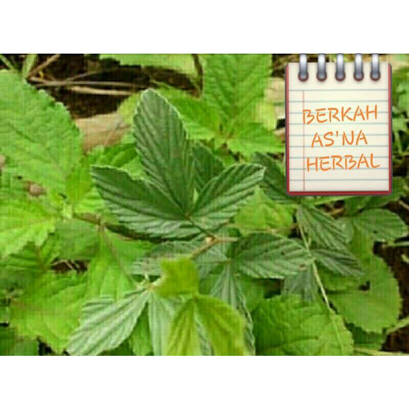 

Daun Opo opo fres 250 gram ,daun opo opo untuk adat ,daun untuk acara slametan,tiga bulanan/tujuh bulnan,daun buat penangkal aura obat alami,jamu alami jamu alam daun alam ,obat tradisional obat banyak di cari,obat banyak kasiat ,obat tradisional, dll yo