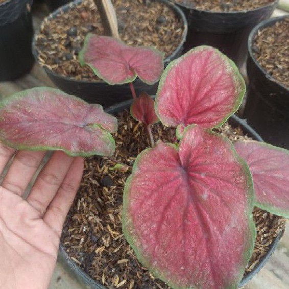 tanaman hias/Keladi red jaguar/caladium/caladium red jaguar