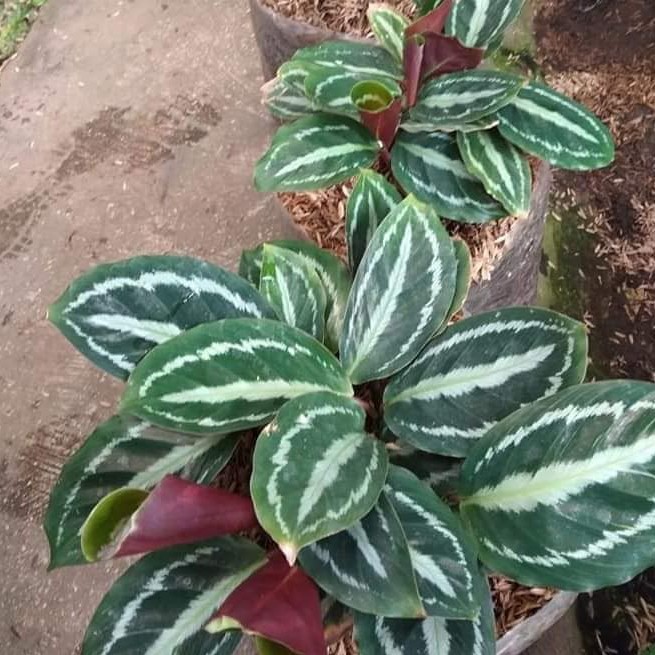 tanaman silver back calathea - BAKUL KEMBANG