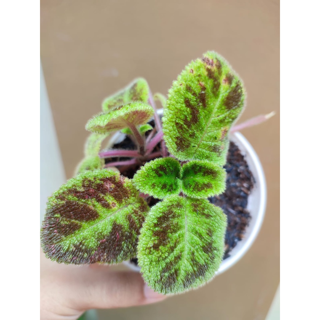 Bunga Episcia Emerald Velvet Tanaman Hias Bunga Episcia Import Bunga Murah