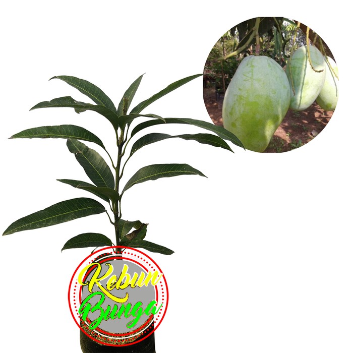 JJ Tanaman Buah Mangga Gajah