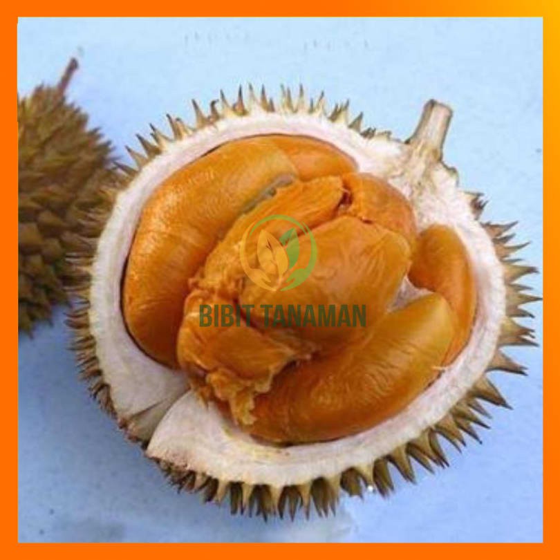 BIBIT DURIAN DURI HITAM OKULASI