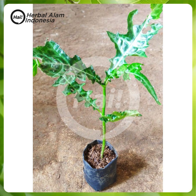 

100gr jamu daun daruju kering teh herbal daruju deruju jeruju