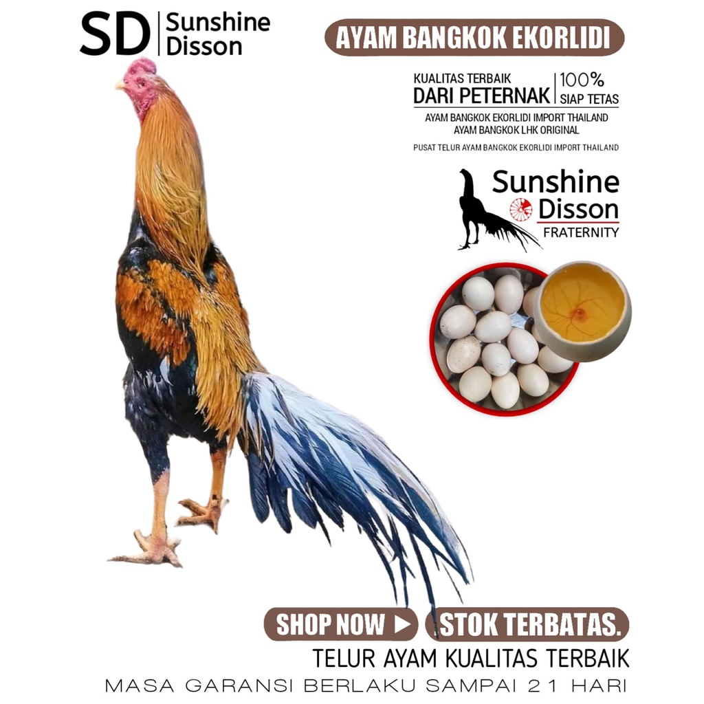 ayam bangkok siam telur fertil ekor lidi aduan perbutir sunshine disson