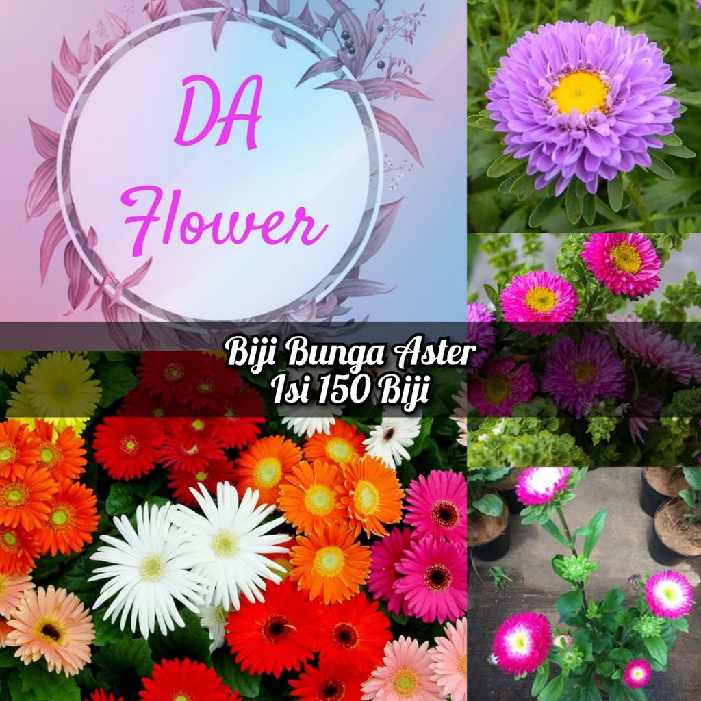 Biji bunga aster