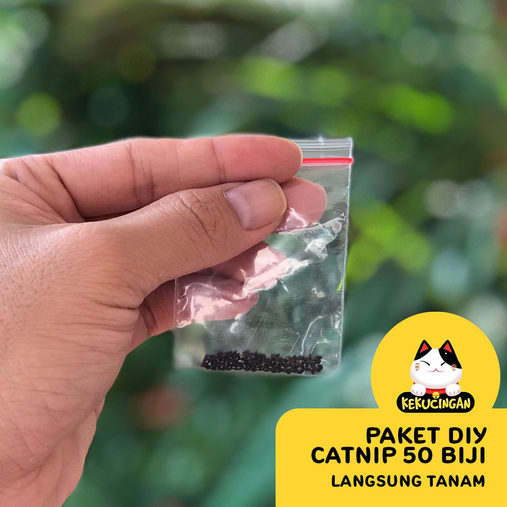 DIY CATNIP ORGANIK Paket Lengkap Tanam Bibit Catnip Kekucingan