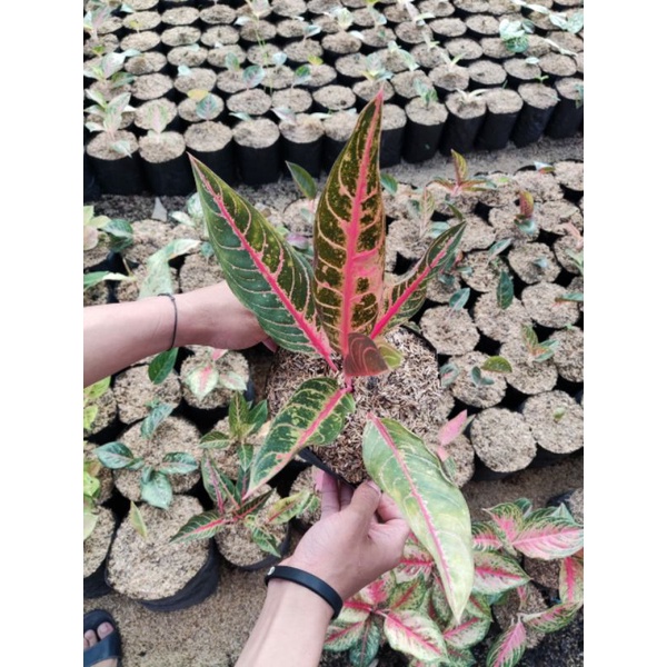 Bunga Aglonema MAHARDIKA Tanaman Hias