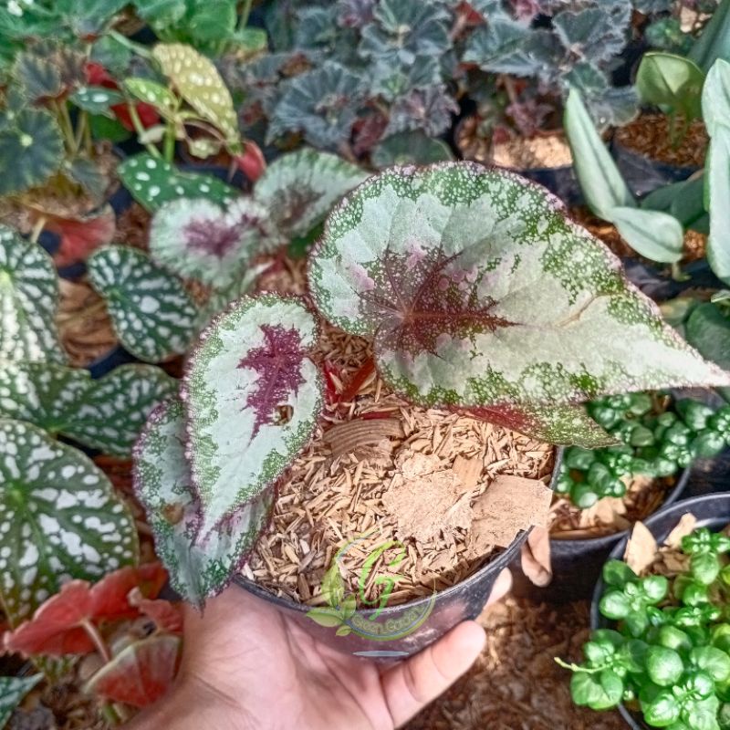 Tanaman Hias Begonia Pelangi - Begonia murah