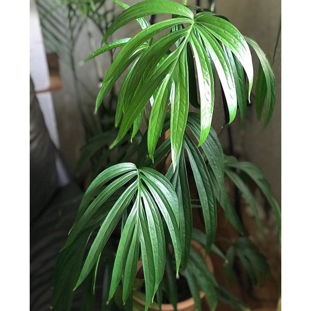 Tanaman Hias amydrium Zippelianum