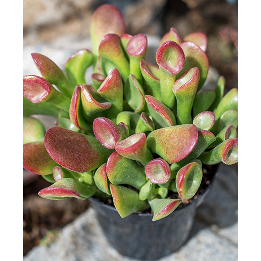 Crassula ovata Gollum medium/Gollum/Crasulla