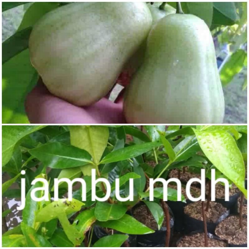 bibit jambu madu deli hijau