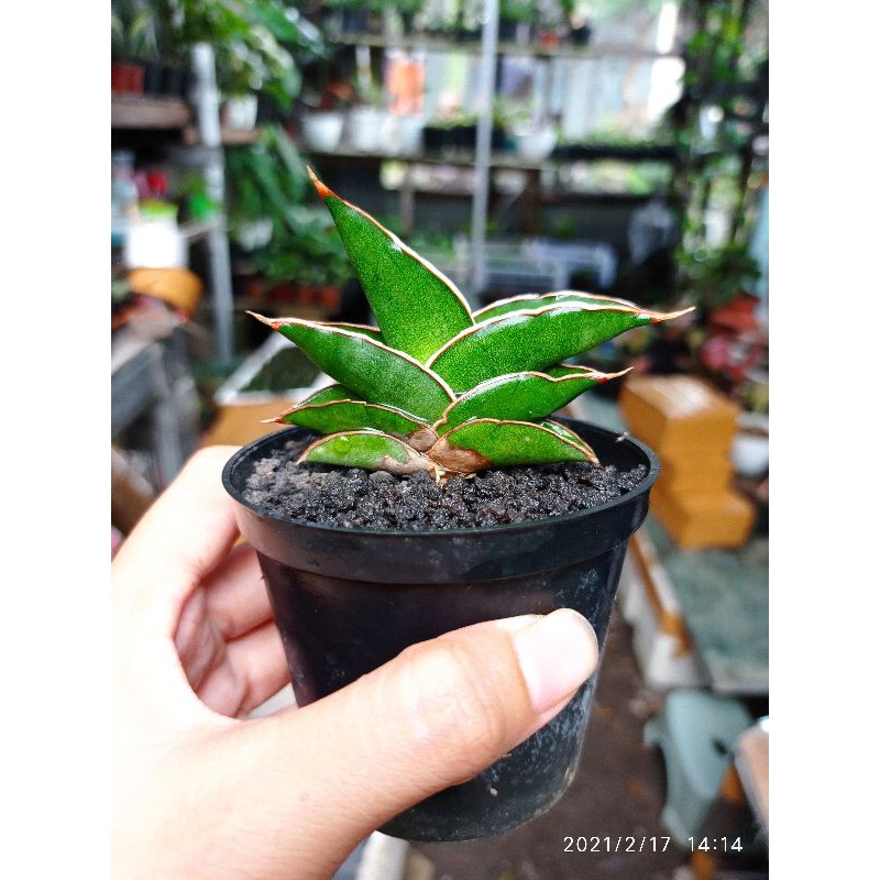 Tanaman hias mini sansevieria / sansivera hybrid identity