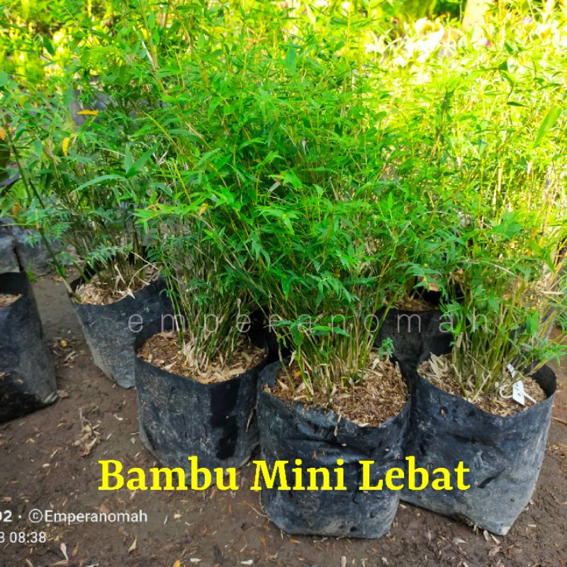 Bambu Jepang Mini | Bibit Bambu Jepang Mikro | Bambu Hias Mini Lebat | Bambu Jepang Hias Mini Murah