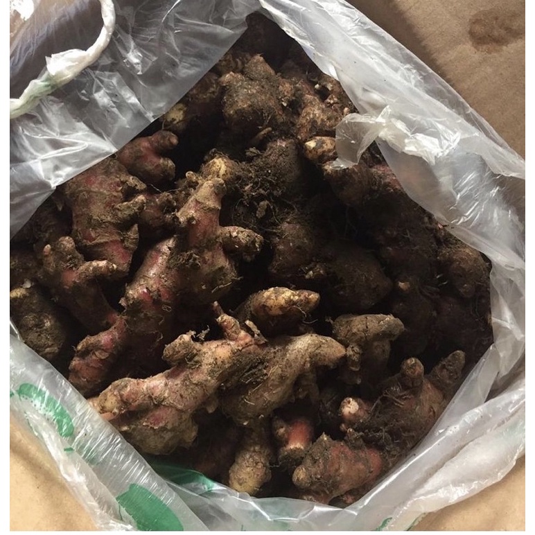 

jahe merah fresh / 1kilogram