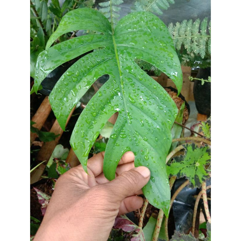 monstera ekor naga