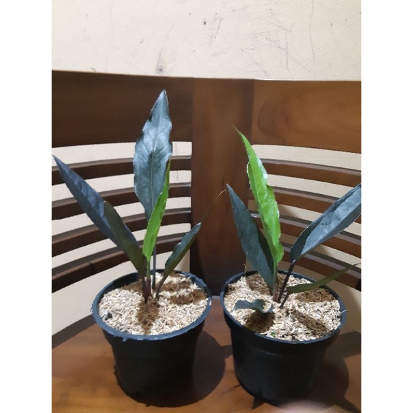 anthurium black dragon