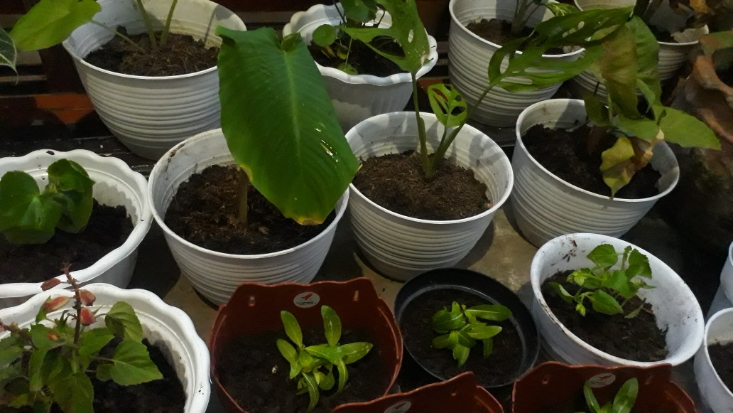 Tanaman Hias Alocasia Homalomena Rubescens