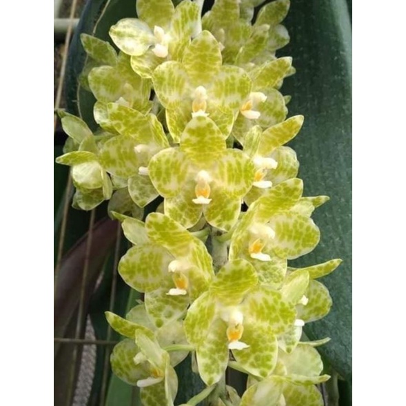 phalaenopsis gigantea flava