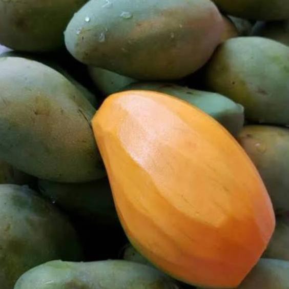 

Flash Sale!! (hvj-655) Buah mangga harumanis super