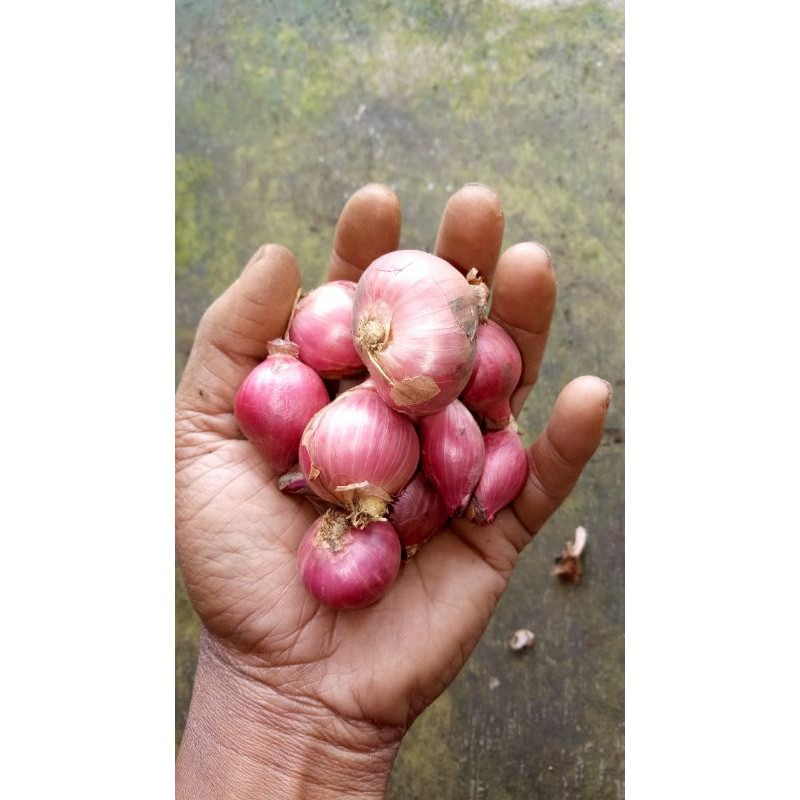 

BAWANG JUMBO 1KG MURAH MERIAH