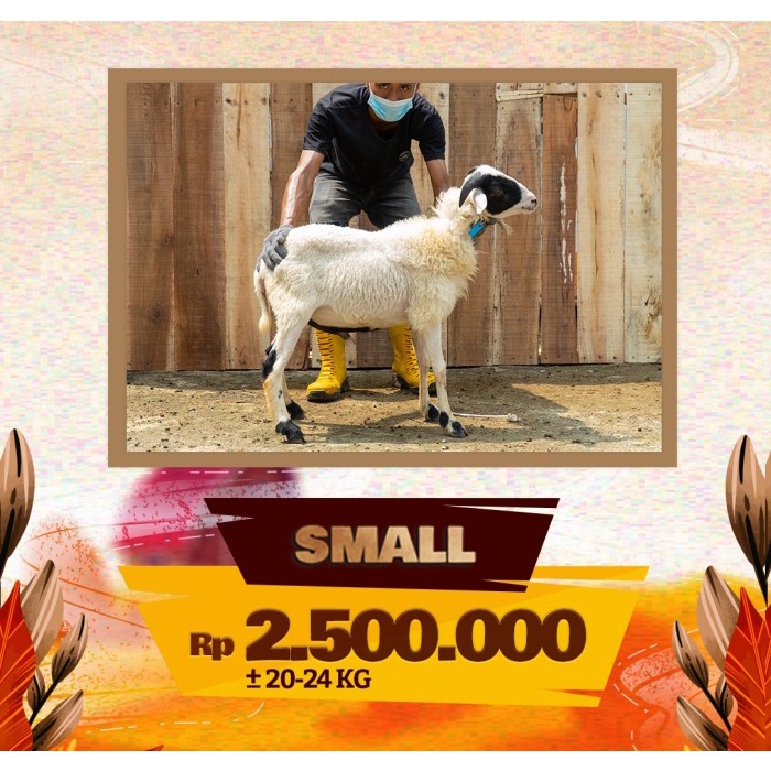 Domba Qurban Murah Jabodetabek - Garut 20-24kg