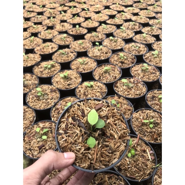 Anthurium Baby Waroquaenum/lidah gajah