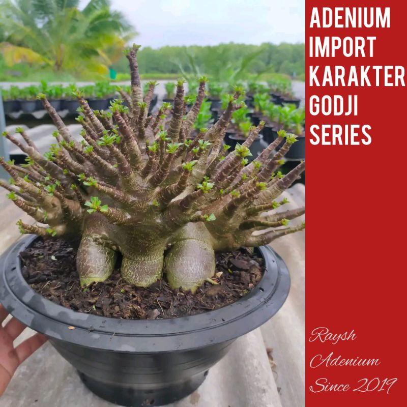 NEW RELEASE - BEST SELLER- | GODJI SERIES | ADENIUM KARAKTER | IMPORT | ADENIUM MURAH