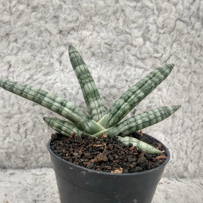 tanaman sansivera boncel hias mini / tanaman indoor