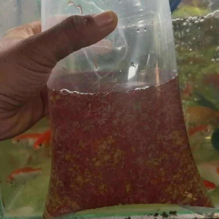 CACING DARAH PAKAN IKAN CUPANG LOUHAN GUPPY FRESH