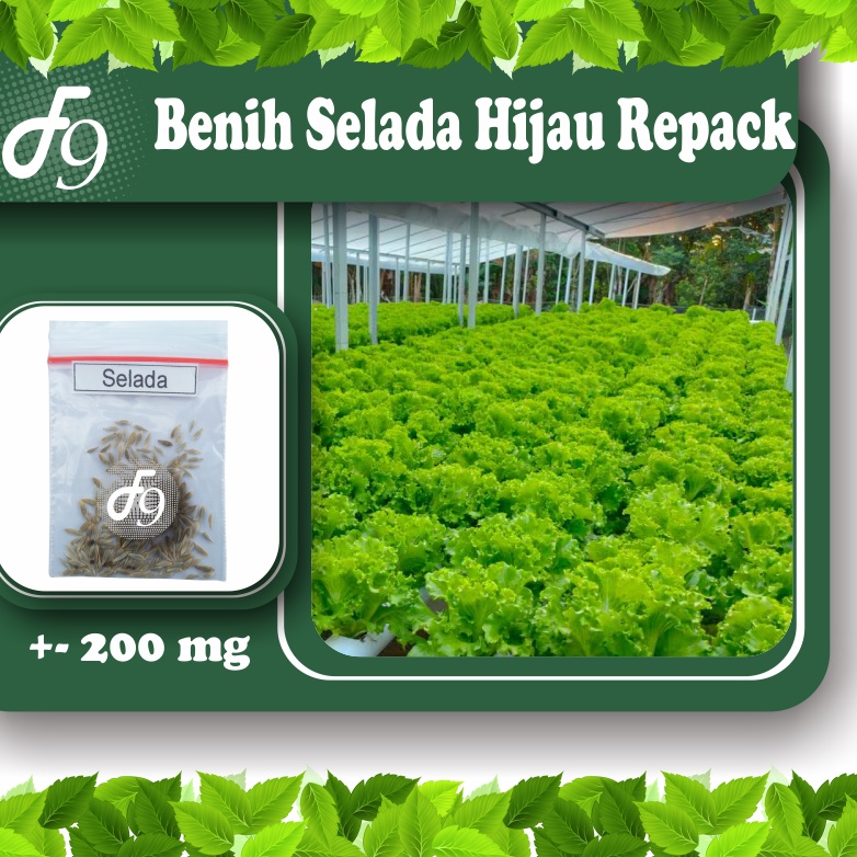 Benih Selada Bibit Selada Hijau Keriting Murah Repack Seribuan