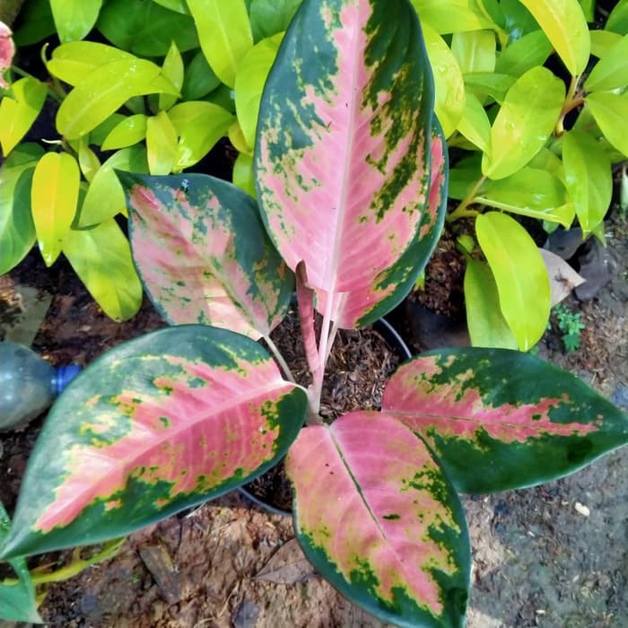 Tanaman Aglonema Kochin Paramruay