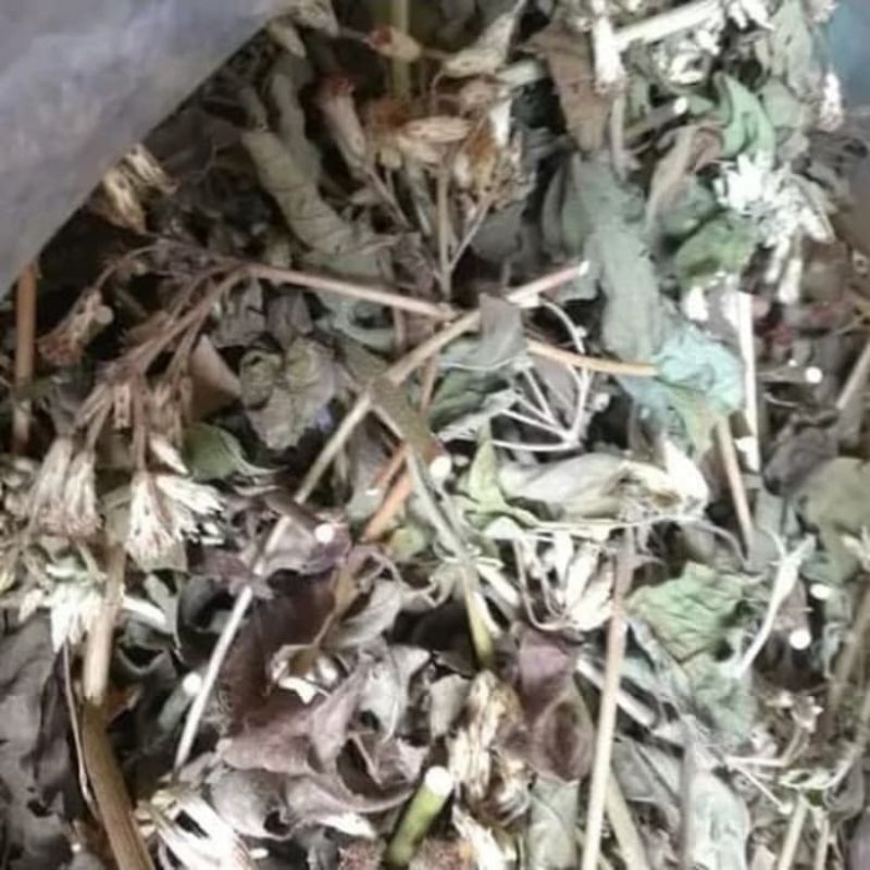 

daun balakacida kering 500gram