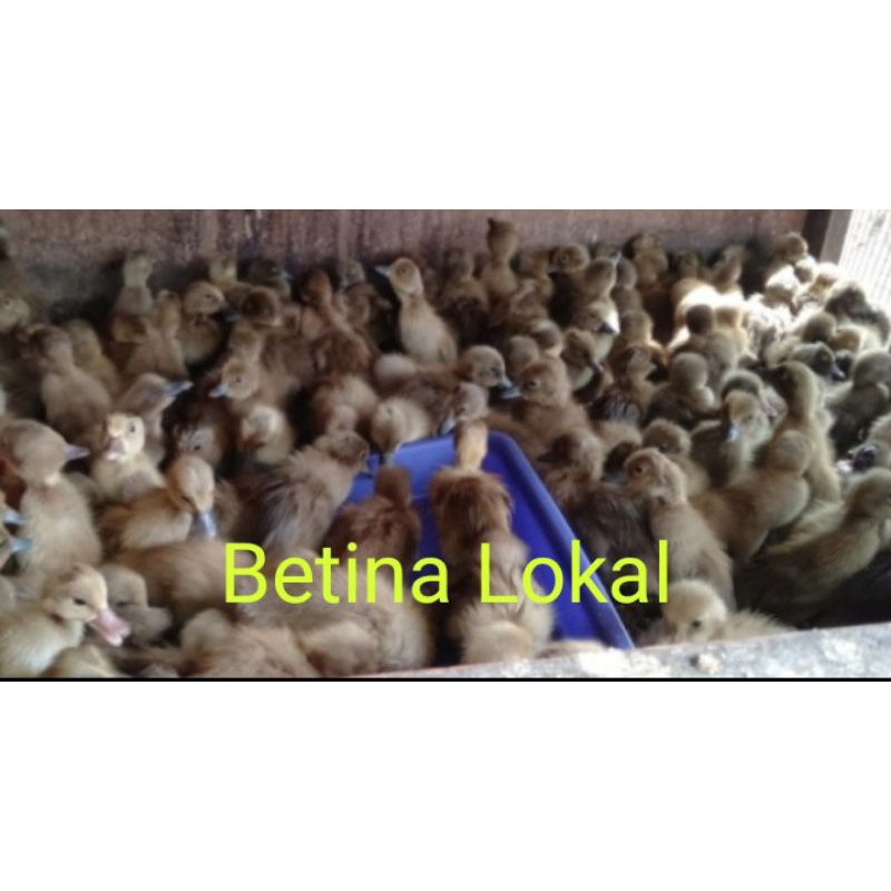 Anak Bebek Betina Lokal-Bebek Betina Lokal