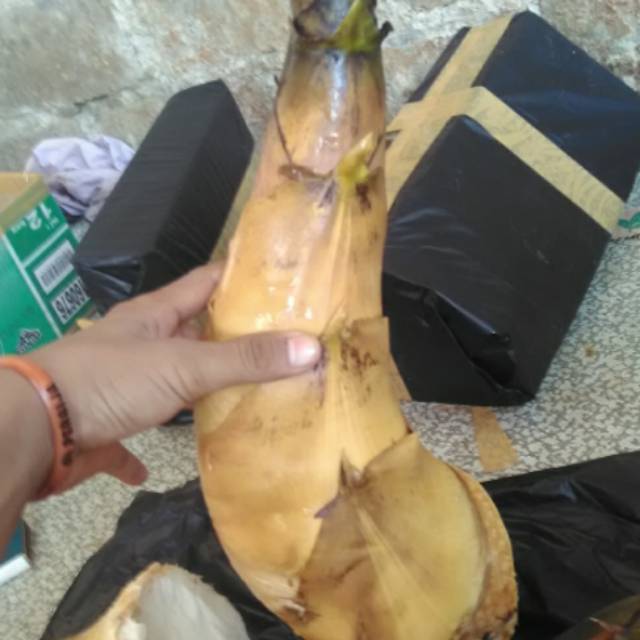 rebung bambu kuning/obat herbal