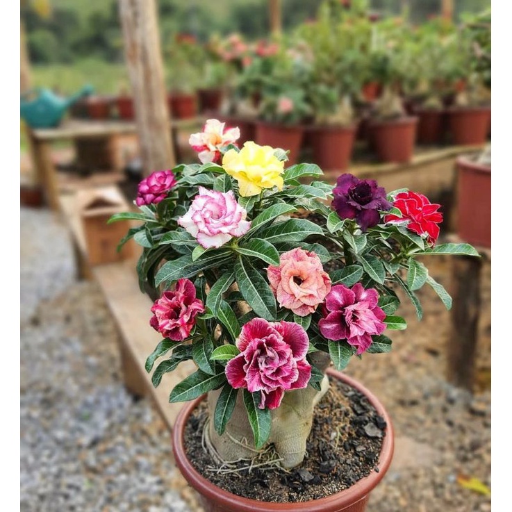 Adenium Kamboja Tumpuk Bonggol Besar Indukan(5-10 Warna)