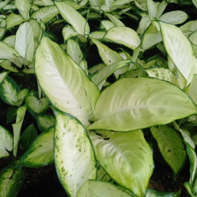 Bunga aglonema tisu /diven tisu