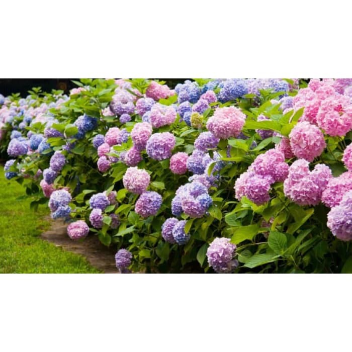 Amefurashi 10 Benih Bibit Biji Bunga Hydrangea Hortensia Kembang Bokor Flower