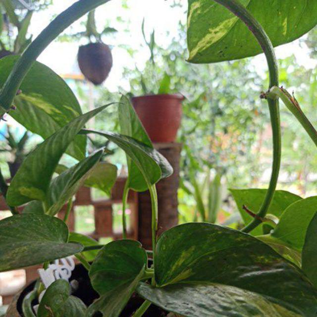 Manuk Irengan Sogan  Kemeja Batik Pria Atasan Batik Baju Batik Pria Lengan Panjang Batik By Florist