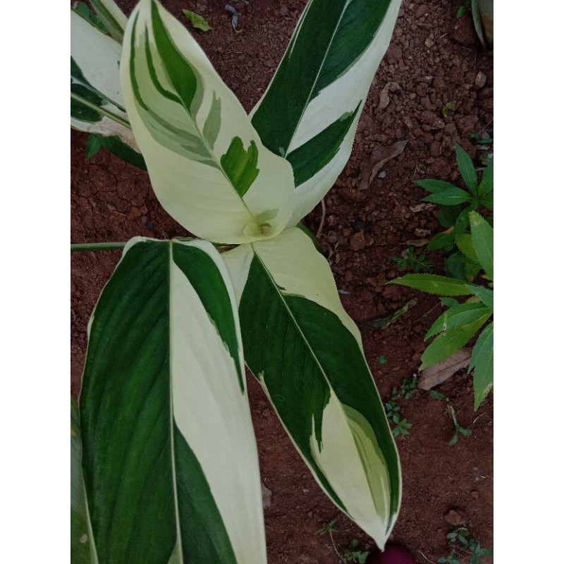 maranta arundinacea varigated