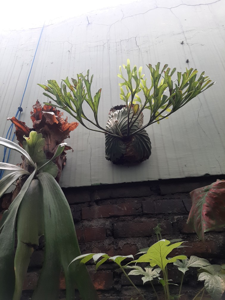 Platycerium Ridleyi (tanduk Rusa)