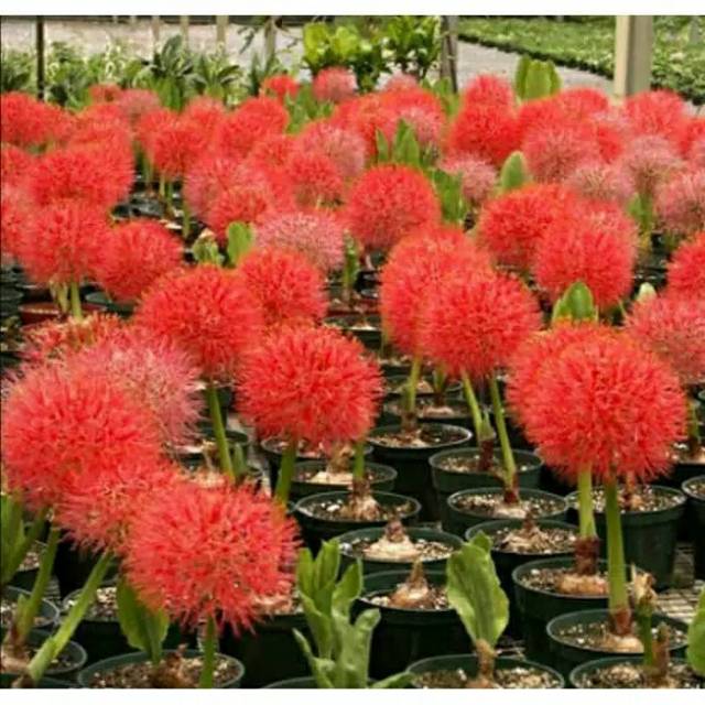 Umbi bunga Desember (Blood lily).