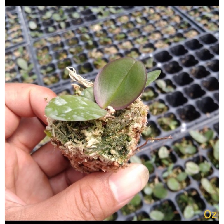 Seedling anggrek bulan Taiwan