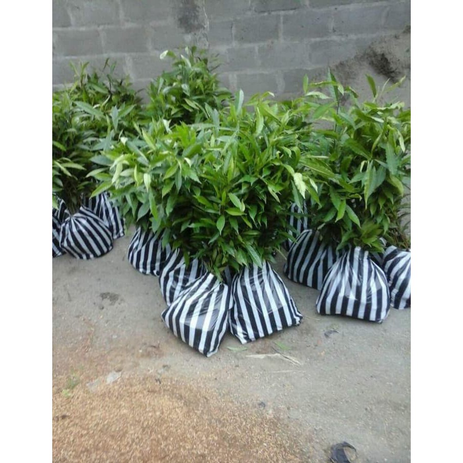 Diskon Bibit Tanaman Pohon Kayu Jenitri Genitri Super Termurah