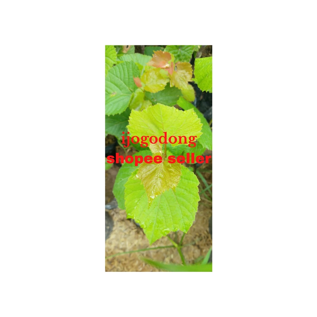 Iss- Bibit Tanaman Anggur Rootstock Import So4 Siap Tanam Sumber Dimitri