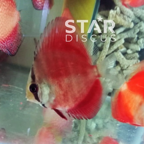 Discus San Merah ukuran 2 inch (-)