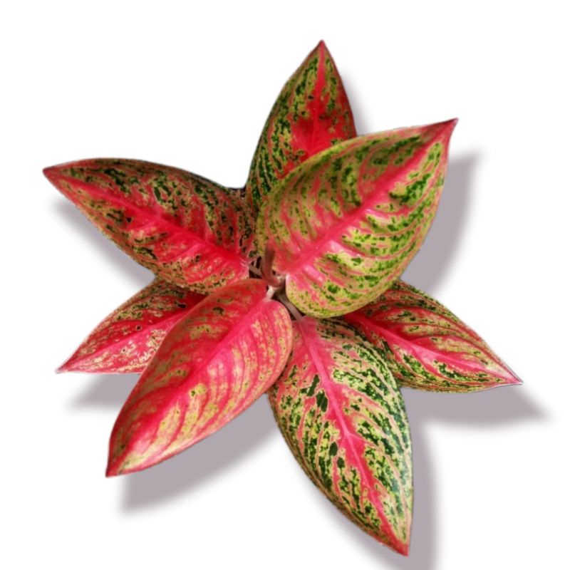 legacy merah ( tanaman hias aglaonema legacy merah ) bisa COD✅