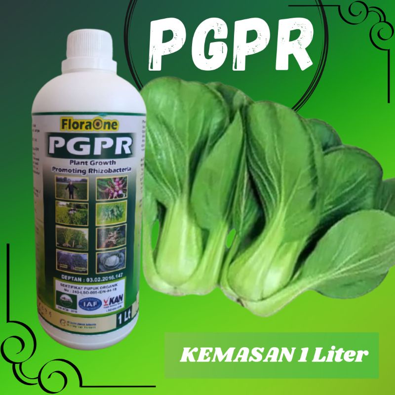 Pupuk Hayati Untuk Sayur Sawi PGPR Pupuk Sawi Yang Bagus