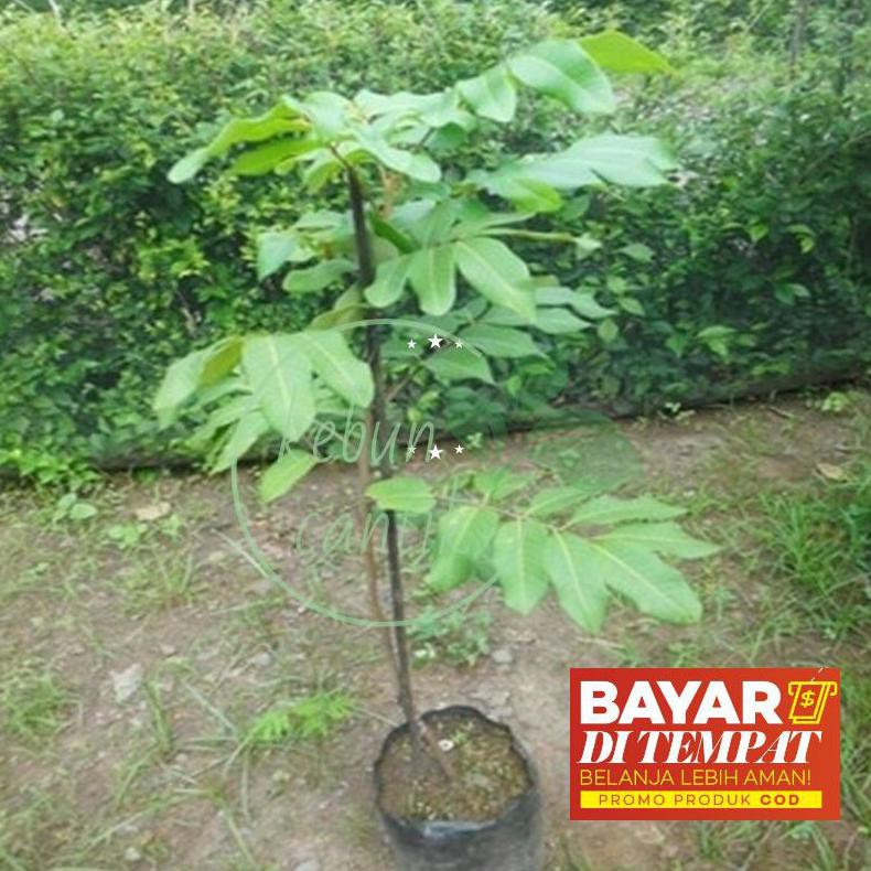 D4N Bibit Tanaman Buah Klengkeng Puangray Super Genjah/Bibit Kelengkeng/Bibit Kelengkeng Murah